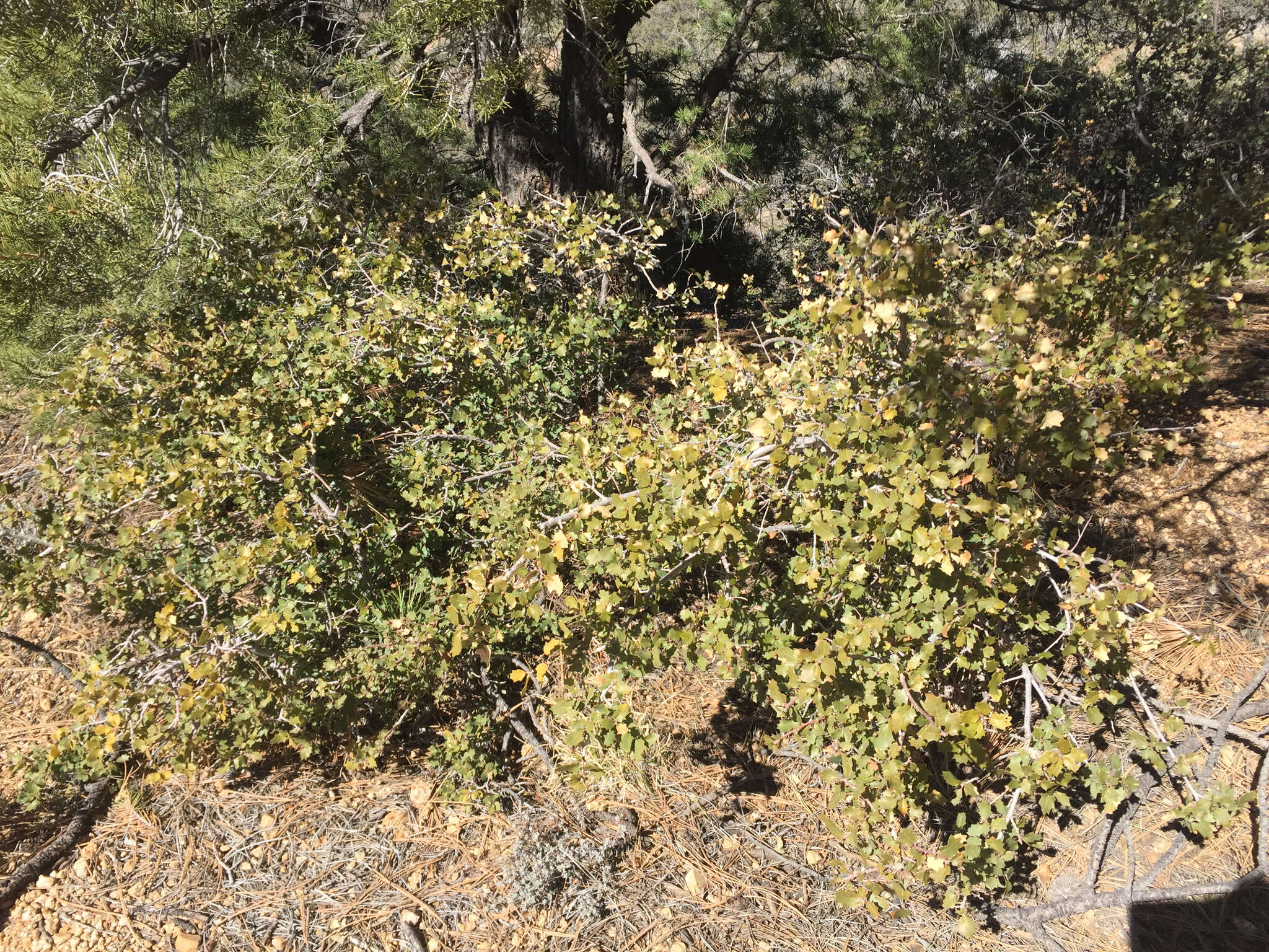 Image of Desert Scrub Oak