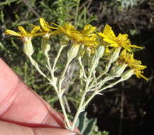 Image de Senecio lineatus (L. fil.) DC.