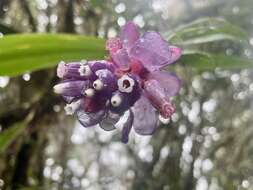 Sivun Cavendishia angustifolia Mansfeld. kuva