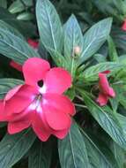 Imagem de Impatiens hawkeri W. Bull