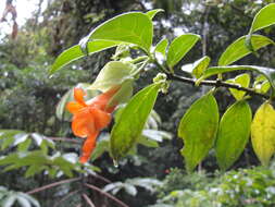 Image de Drymonia rubra C. V. Morton