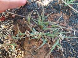 Image of Euphorbia pseudotuberosa Pax