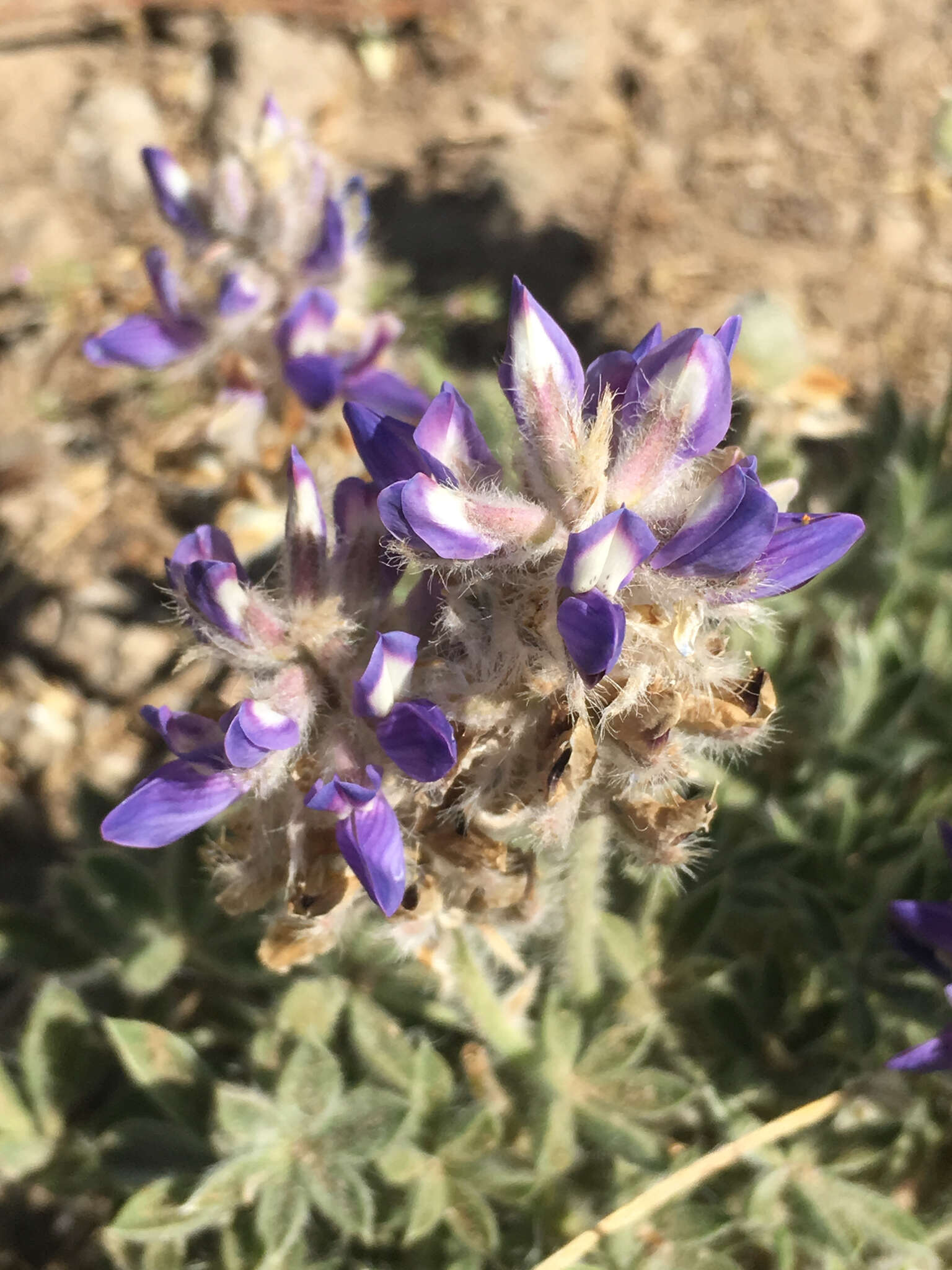 Image of Brewer's Lupine