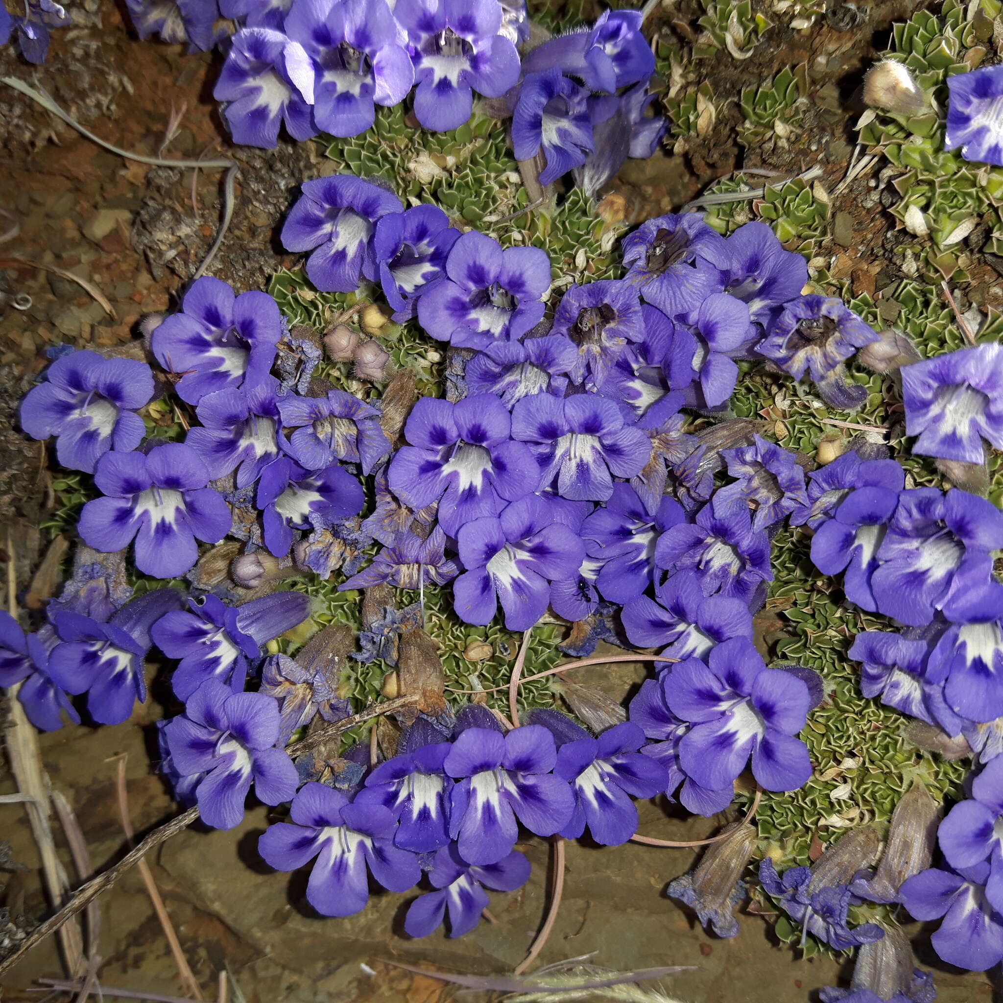 Sivun Aptosimum procumbens (Lehm.) Burch. ex Steud. kuva