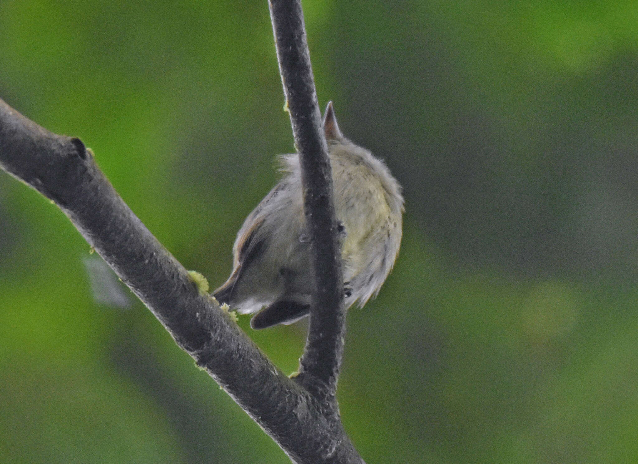 Image of Dwarf Tyranneutes