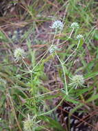 Eryngium aromaticum Baldw. resmi