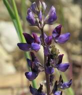 Image of Eucera frater albopilosa (Fowler 1899)