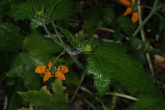 Image of Loasa acerifolia Domb. ex A. Juss.