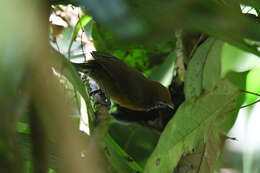 Image of Rufous-breasted Wren