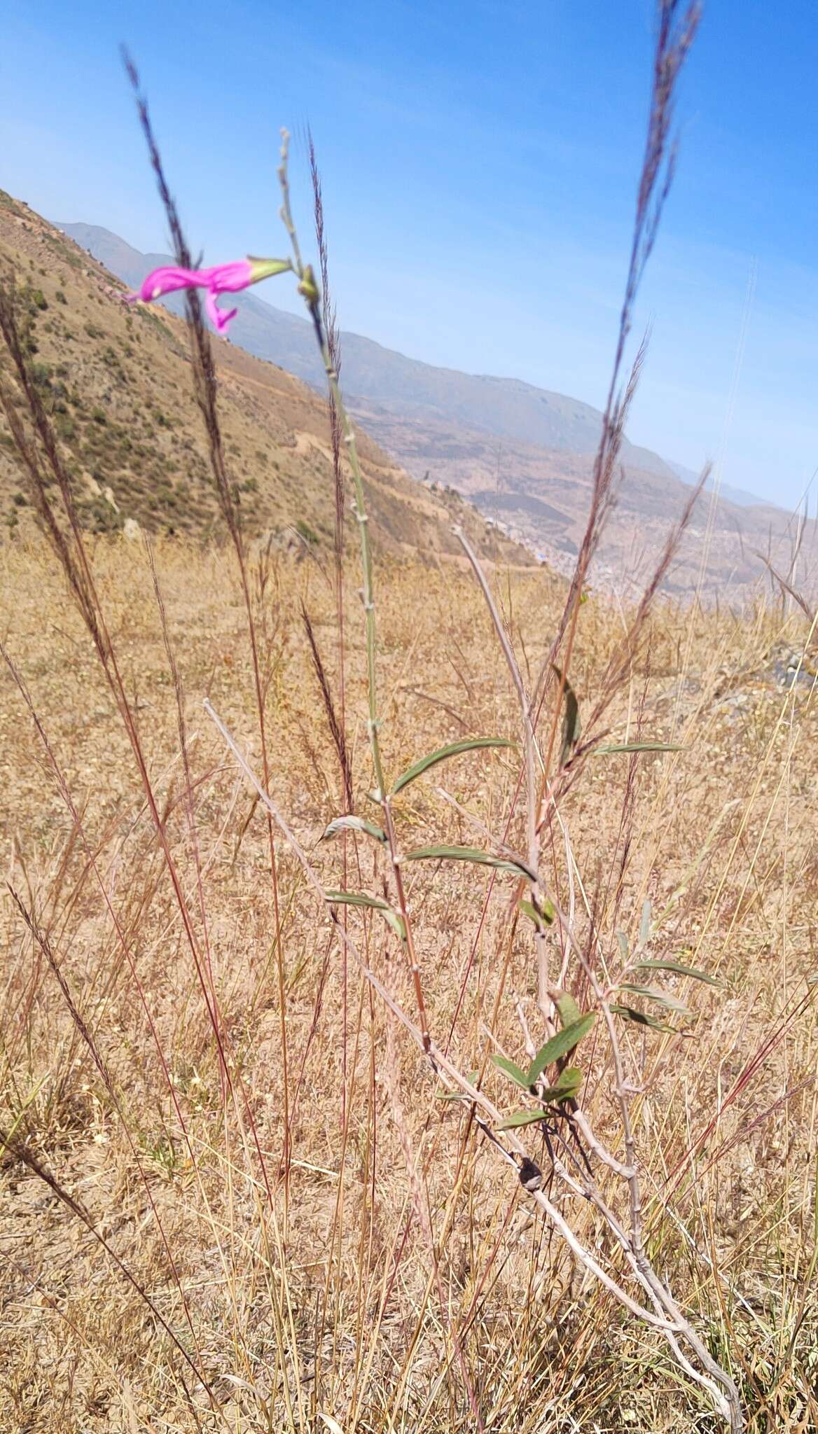 Image of Salvia orbignaei Benth.