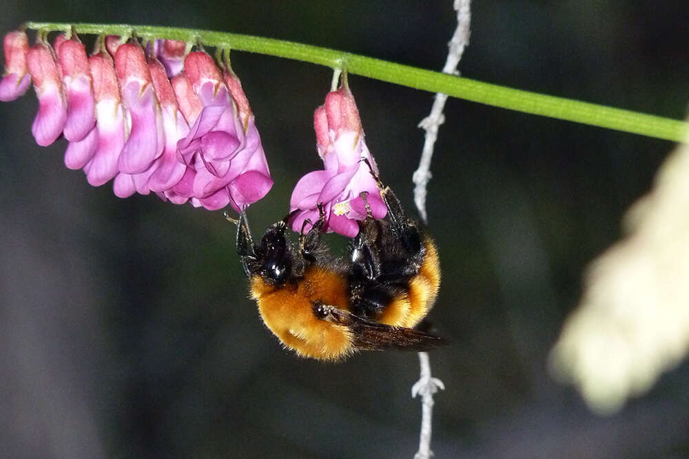 Image de Bombus dahlbomii Guérin-Méneville 1835