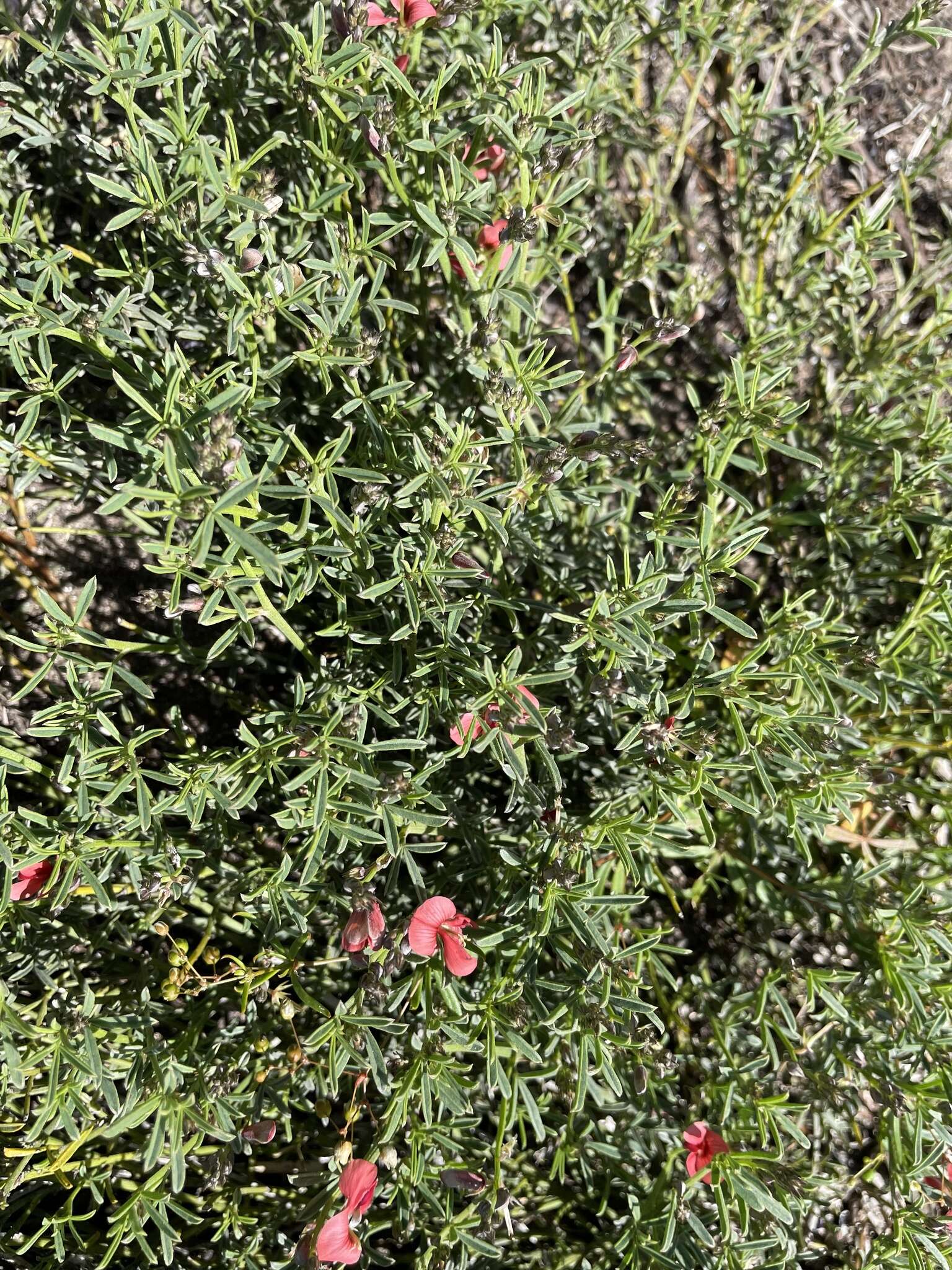 Imagem de Indigofera priorii