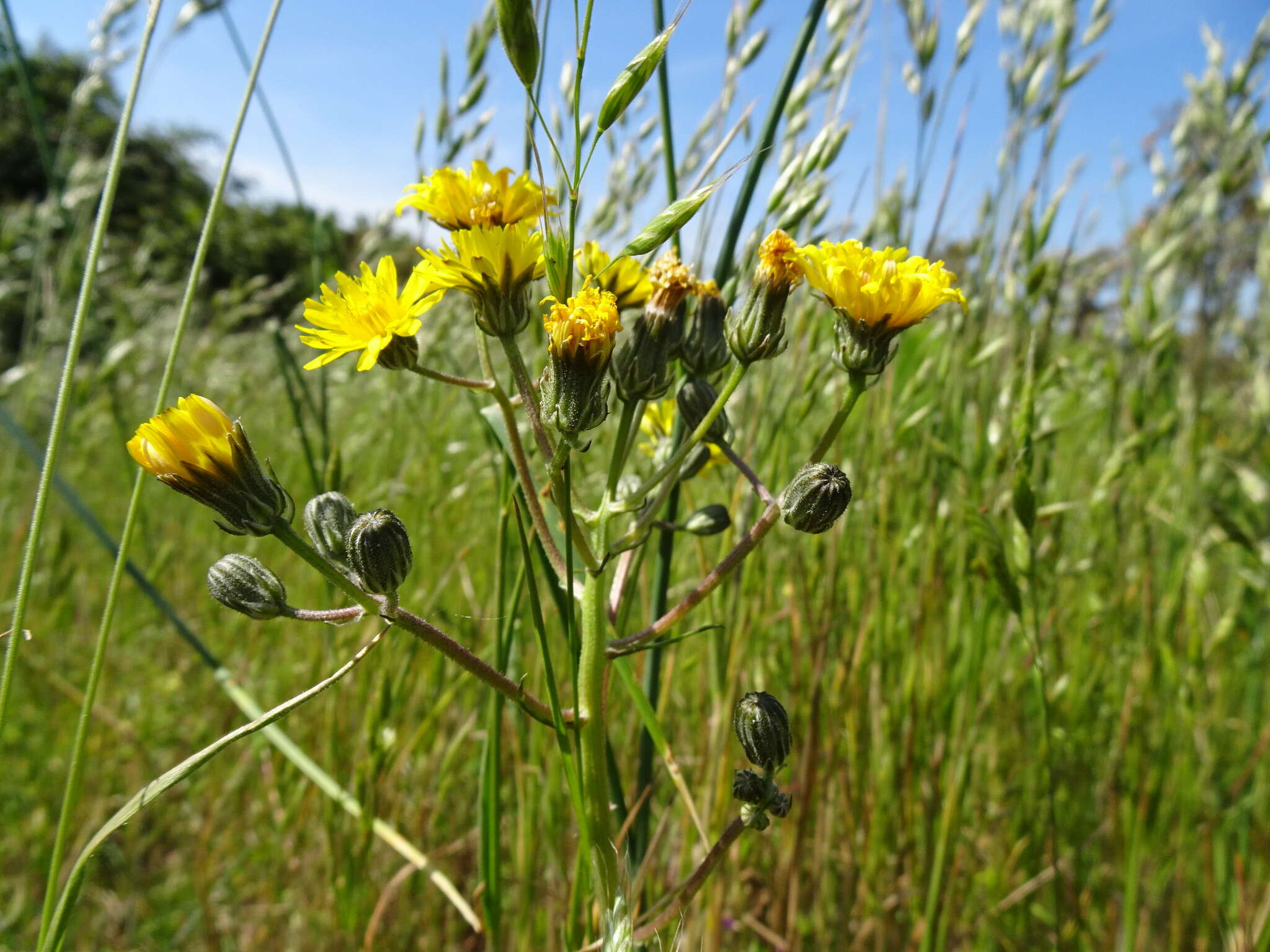 Image of beaked hawksbeard