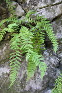 Image of Woodsia fragilis (Trev.) Moore