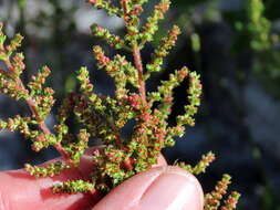 Image of Erica axillaris Thunb.