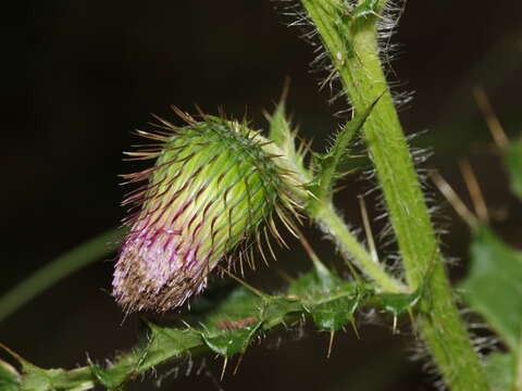 Image of Cirsium ferum