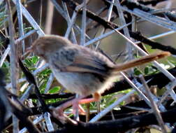 Sivun Cisticola subruficapilla jamesi Lynes 1930 kuva