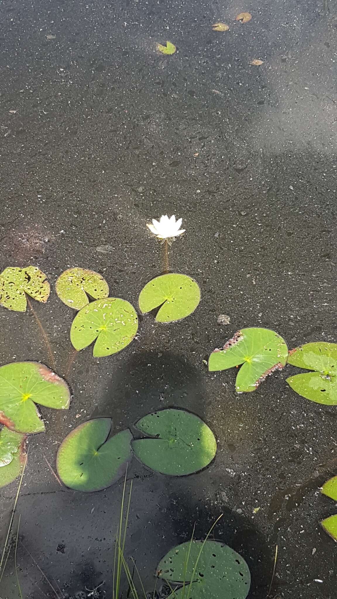 Plancia ëd Nymphaea candida C. Presl