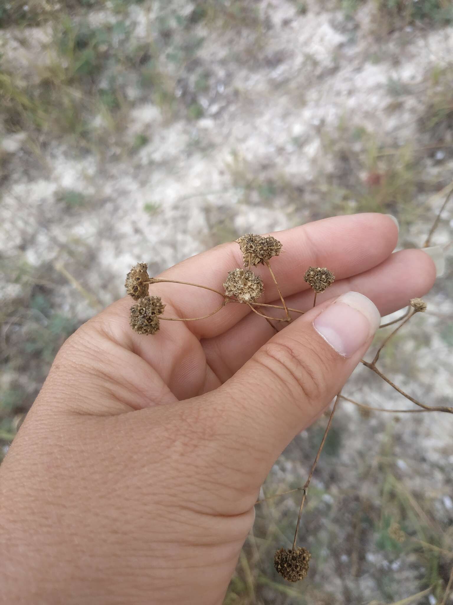 Image of Gypsophila pallasii S. S. Ikonnikov