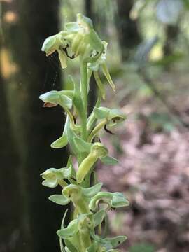 Imagem de Platanthera brevifolia (Greene) Senghas