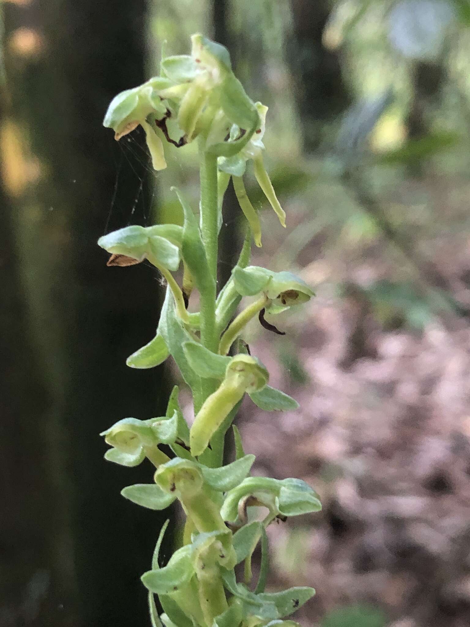 Plancia ëd Platanthera brevifolia (Greene) Senghas