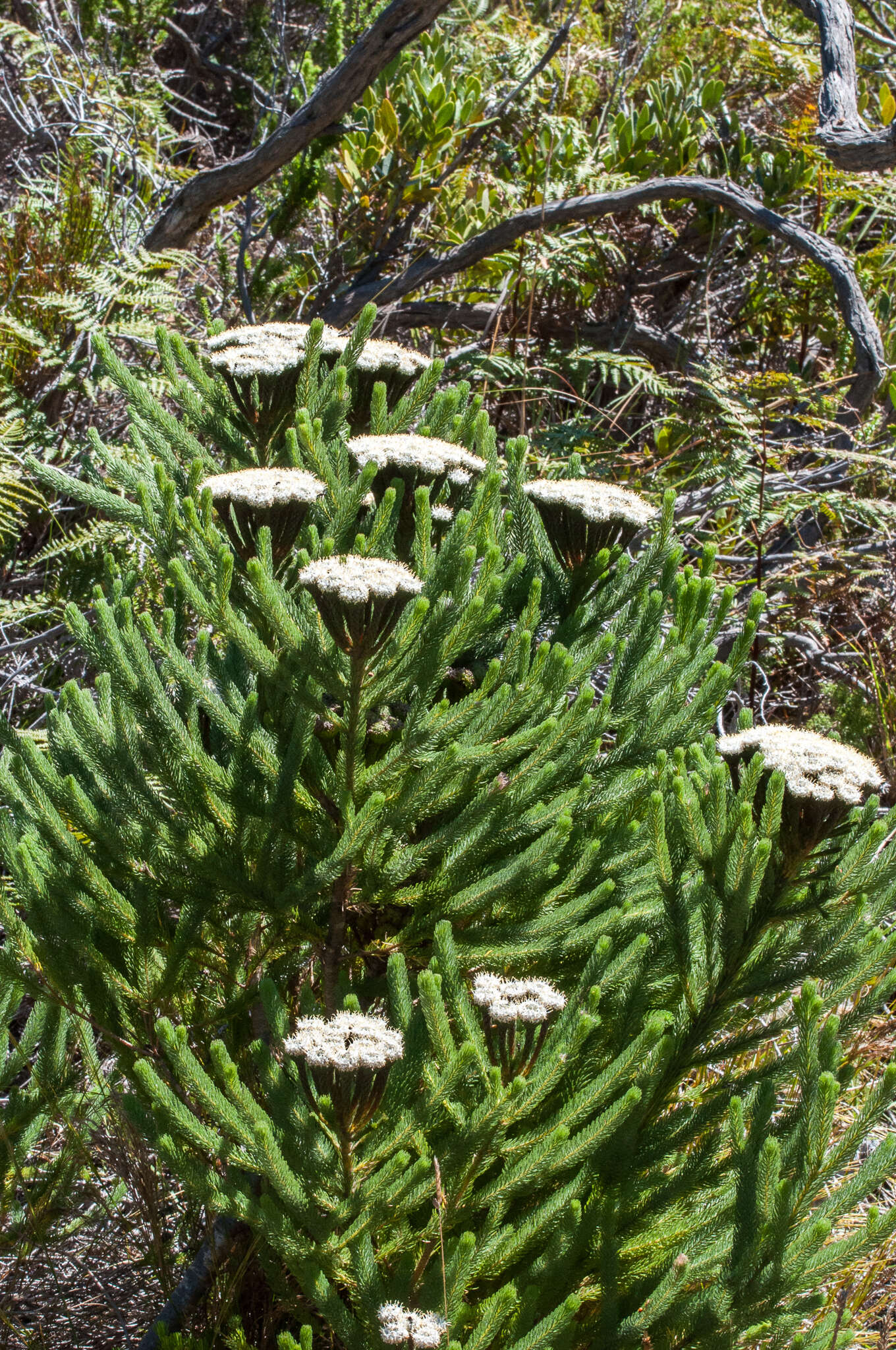 Image of Berzelia albiflora (E. Phillips) Class.-Bockh. & E. G. H. Oliv.