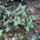 Sivun Anubias gracilis A. Chev. ex Hutch. kuva