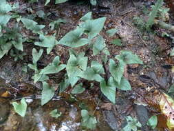 Image of Anubias gracilis A. Chev. ex Hutch.