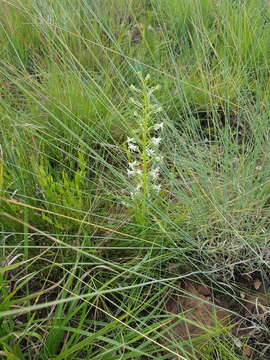 Image of Habenaria caffra Schltr.