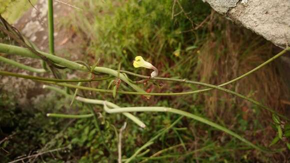 Image of Ceropegia carnosa E. Mey.