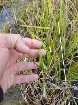 Image of Fragrant Beak Sedge