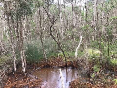 Image of swamp paperbark