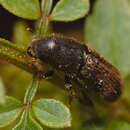 Image of Goldenhaired bark beetle