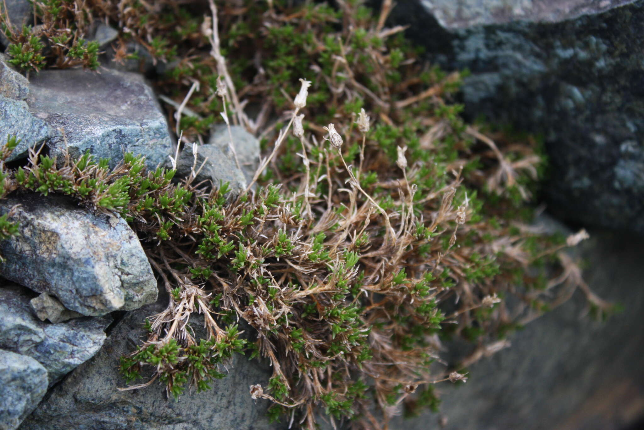 Sivun Cherleria marcescens (Fernald) A. J. Moore & Dillenb. kuva