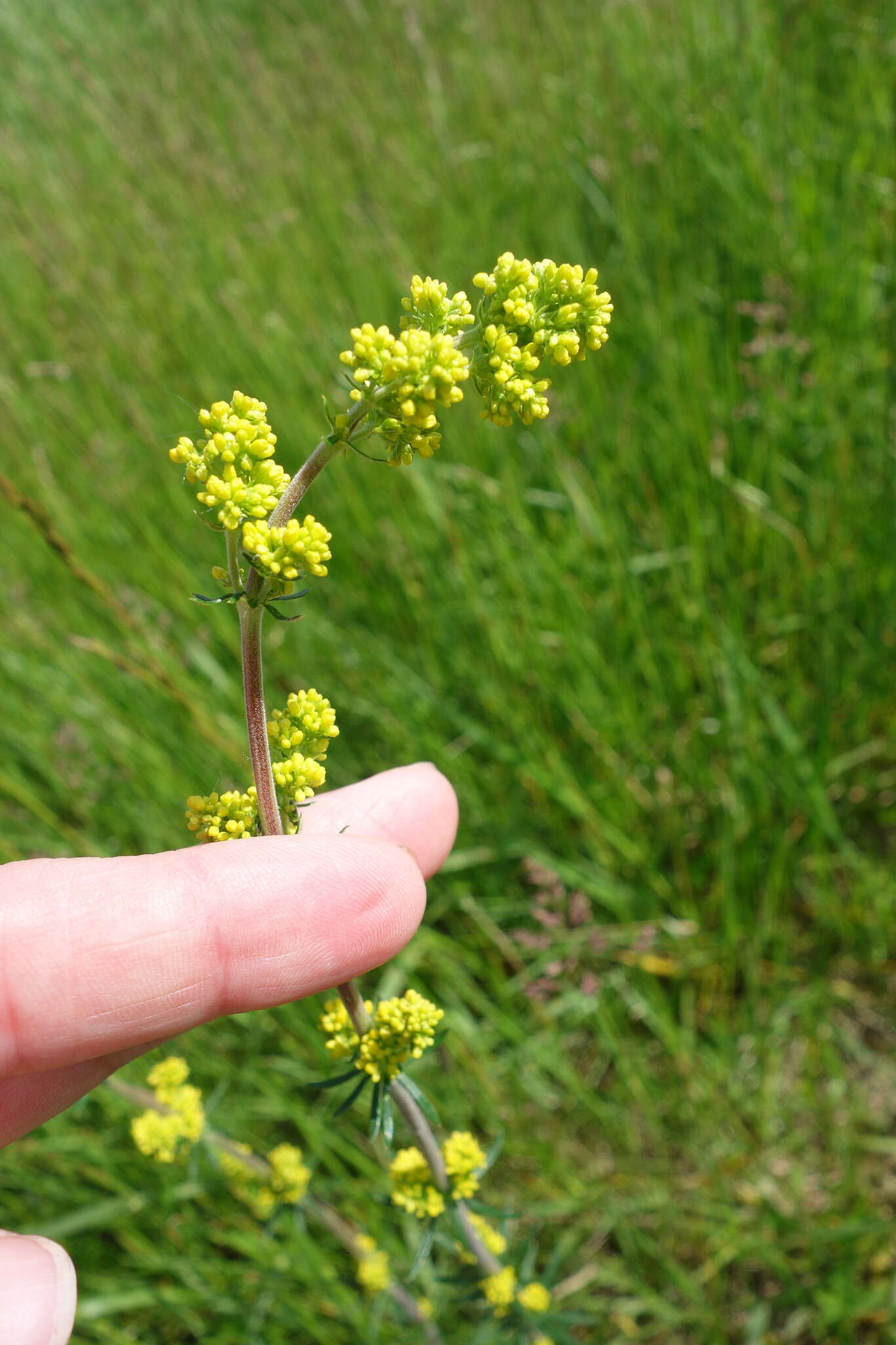 Image of Wirtgen's bedstraw