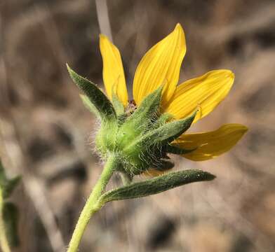 Image of Serpentine Sunflower