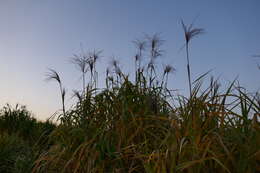 Image of Small Japanese Silver grass