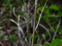 Image of Eastern Willow Spreadwing