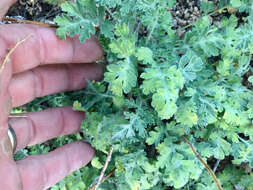 Image of weakleaf bur ragweed