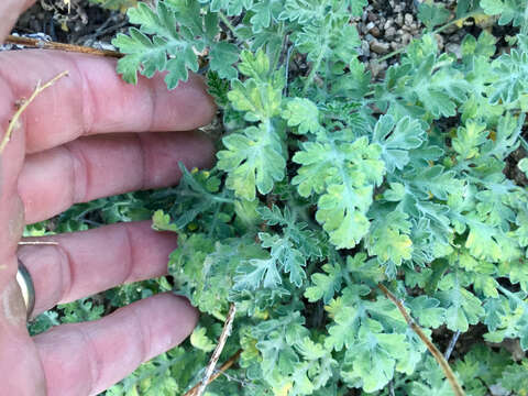 Image of weakleaf bur ragweed