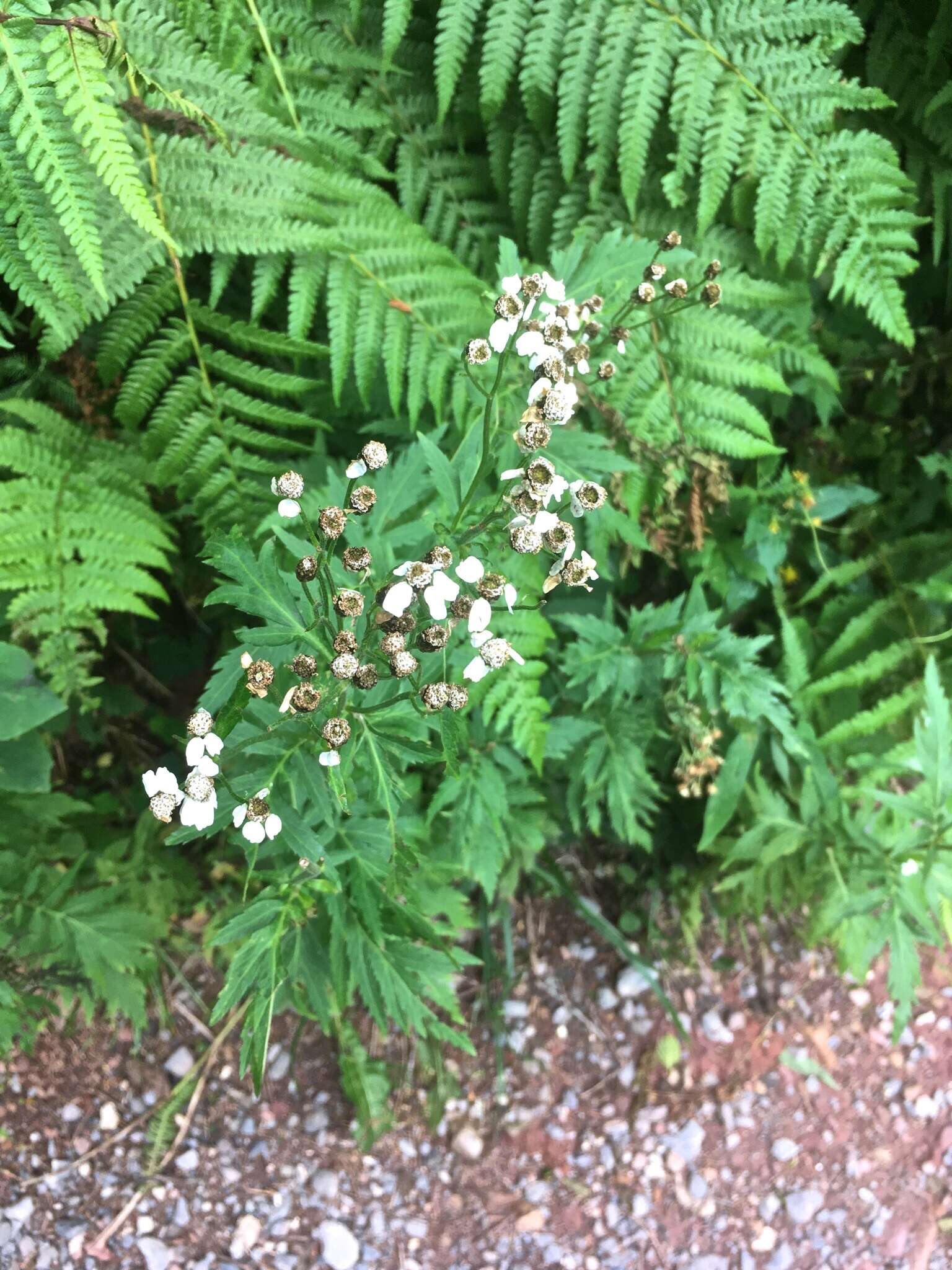 Image of big-leaf yarrow