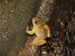 Image of Sumatran Puddle Frog