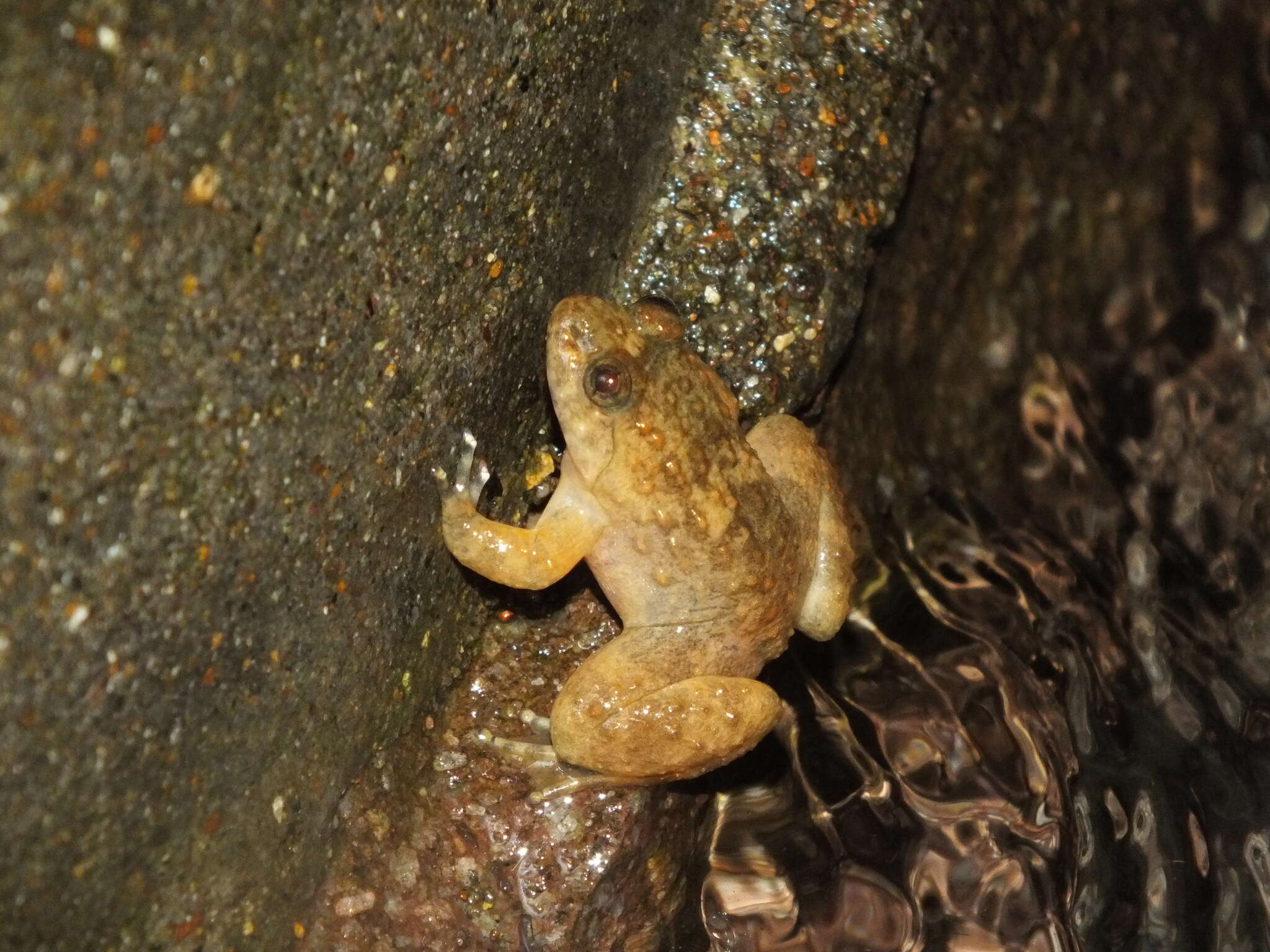 Image of Sumatran Puddle Frog