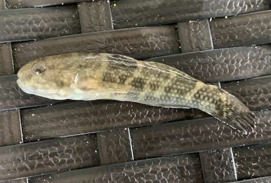 Image of Frillfin Goby