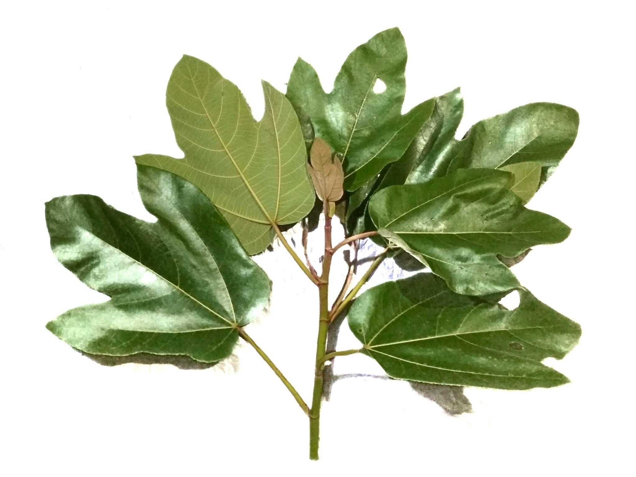 Image of Ficus fulva Reinw. ex Bl.