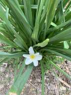 Image de Narcissus medioluteus Mill.