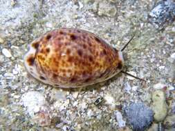 Image of bobcat cowrie