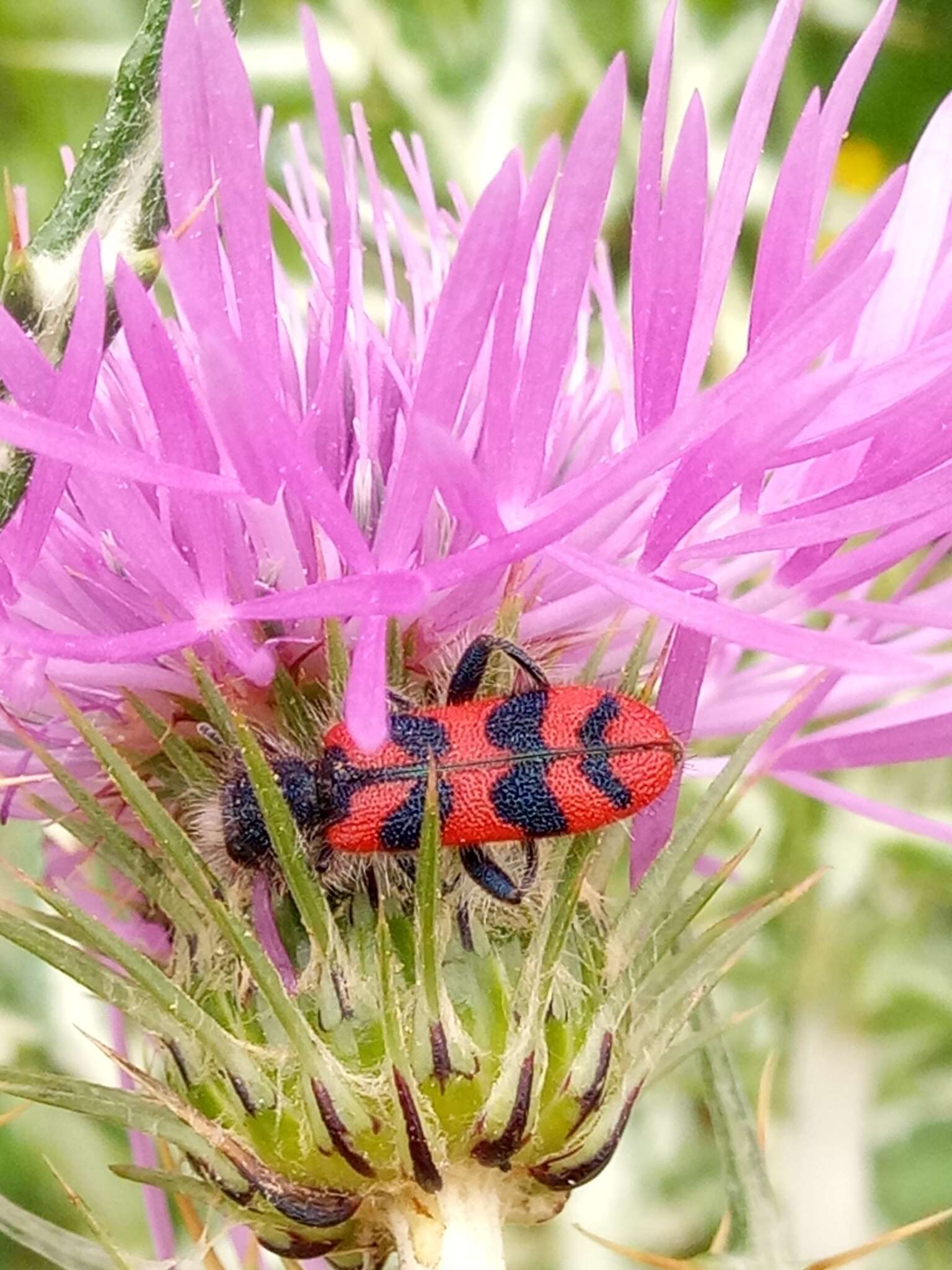 Image of <i>Trichodes umbellatarum</i>