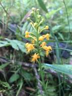 Image de Platanthera cristata (Michx.) Lindl.