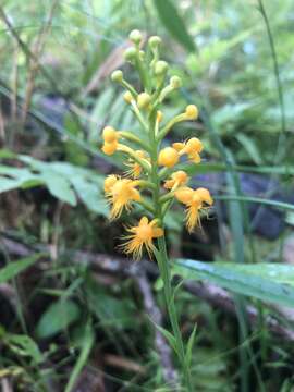 Image of Crested Yellow Orchid